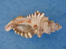 Cymatium Perryi