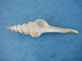 Fusinus Colus