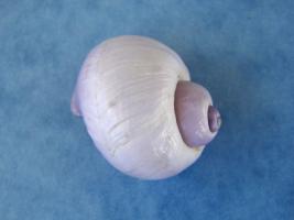 Janthina Globosa