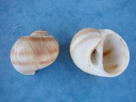 Natica Vitellus