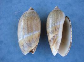 Olivancillaria Gibbosa