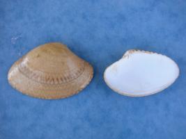 Paphia Textile