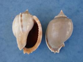 Phalium Glaucum