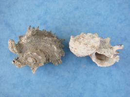 Angaria Delphinus