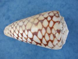 Conus Marmoreus