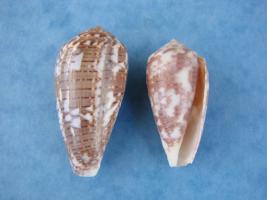 Conus Monachus