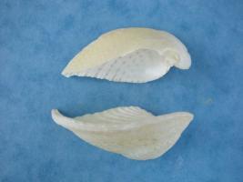 Corculum Cardissa