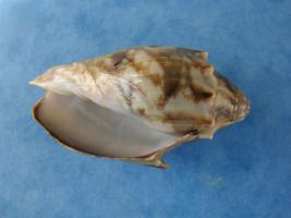 Cymbiola Vespertilio