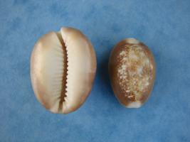 Cypraea Caputserpentis