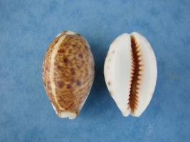 Cypraea Lynx