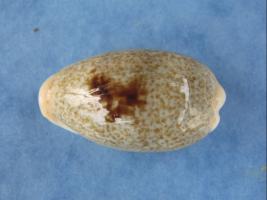 Cypraea Nucleus