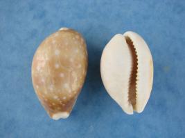Cypraea Vitellus