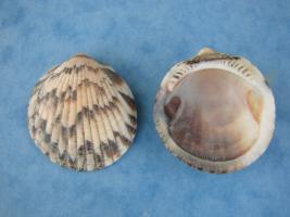 Glycymeris Pectunculus