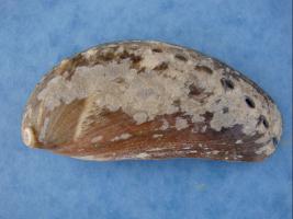 Haliotis Asinia