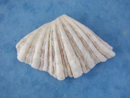 Hippopus Hippopus