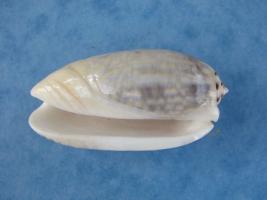 Oliva Tricolor