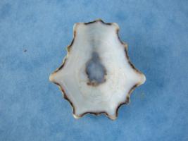 Patelloida Saccharina