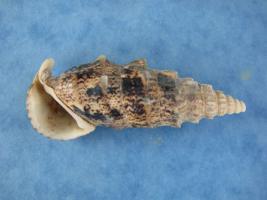 Pseudovertagus Aluco