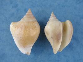 Strombus Canarium