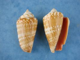 Strombus Luhuanus