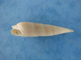 Terebra Cerithina