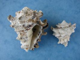 Vasum Turbinellus