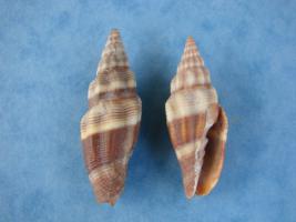 Vexillum Vulpecula