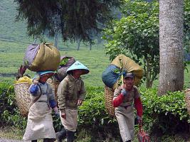 Sur le chemin de la plantation