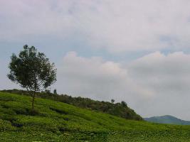 Plantation de thé à Java