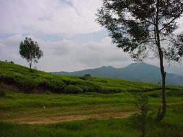 Plantation de thé à Java