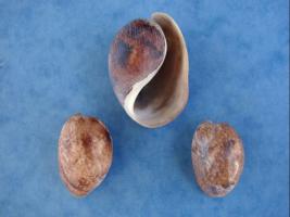 Bulla Ampulla