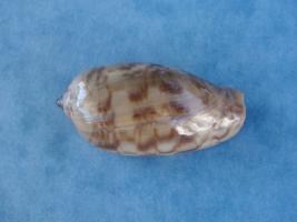 Conus Obscurus