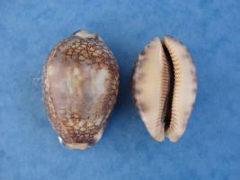 Cypraea Histrio