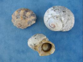 Lunella Coronatus