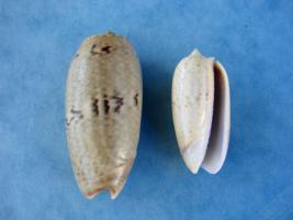 Oliva Vidua