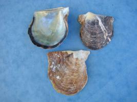 Pinctada Margaritifera