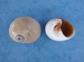 Polinices Didyma