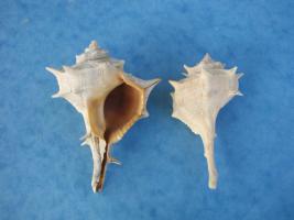Bolinus Brandaris
