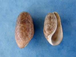 Bulla Striata