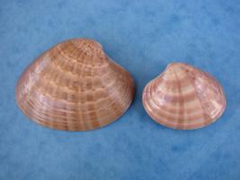 Callista Chione