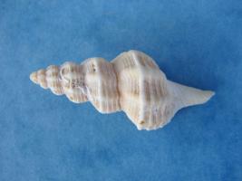 Fusus Rostratus