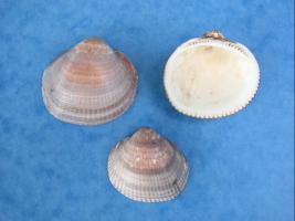 Glycymeris Violacescens