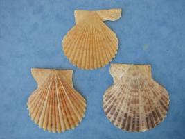 Chlamys Senatoria