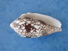 Conus Aulicus