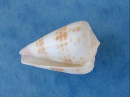 Conus Tessulatus