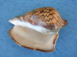 Cymbiola Nobilis