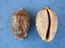 Cypraea Arabica