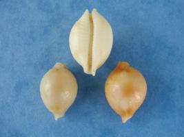 Cypraea Cicercula