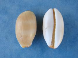 Cypraea Isabella