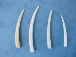 Dentalium Octangulatum
